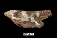 藏品(朱紅鶯蛤)的圖片